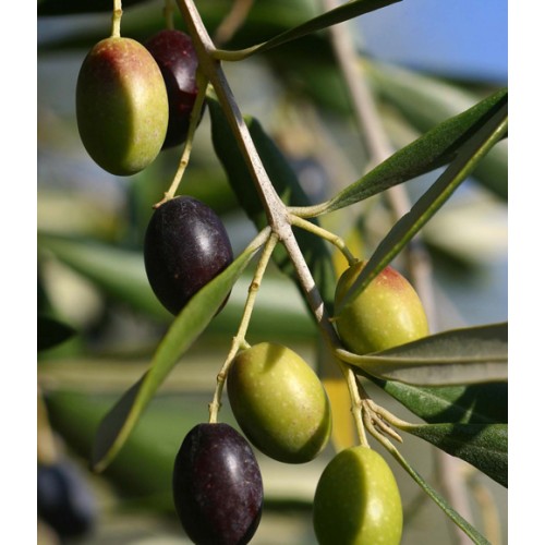 Frantoio Extra Virgin Olive Oil - Southern Hemisphere (South Africa) ***JUST ARRIVED***